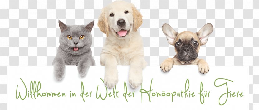 Dog–cat Relationship Pet Veterinarian - Veterinary Dentistry - Cat Transparent PNG