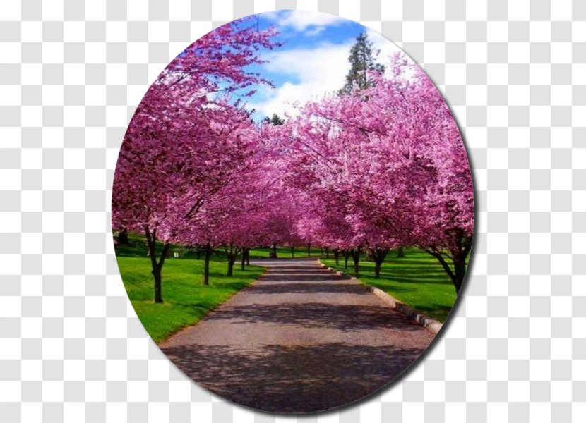 Landscaping Tree Landscape Painting Spring Cherry Blossom - Garden Transparent PNG