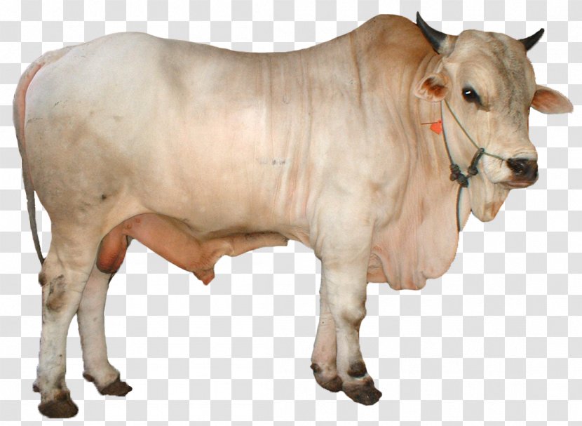 Simmental Cattle Limousin Qurbani Goat Ongole - Animal Husbandry - Adha Transparent PNG