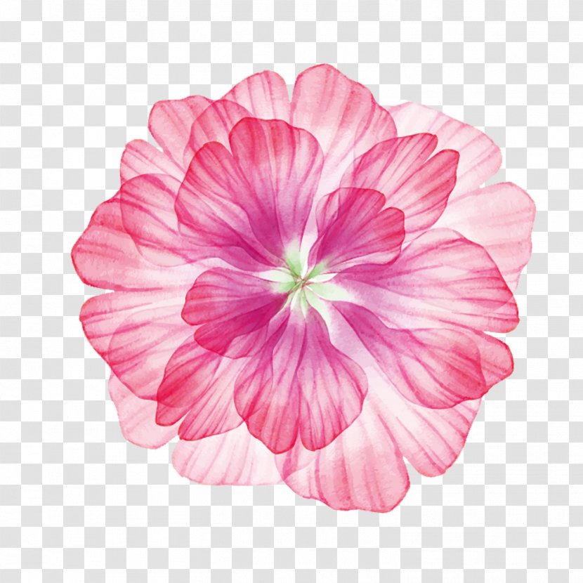 Flower - Pink Family - Hawaii Transparent PNG