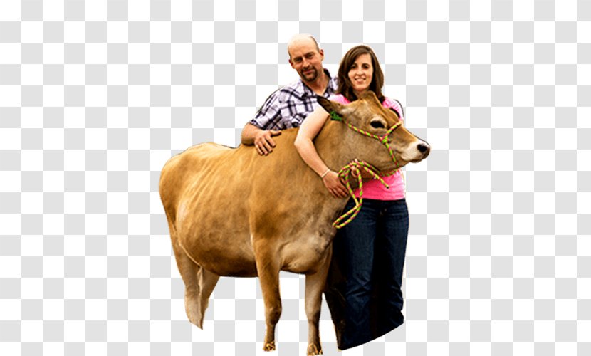 Cattle Milk Dairy Farming - Farm Transparent PNG