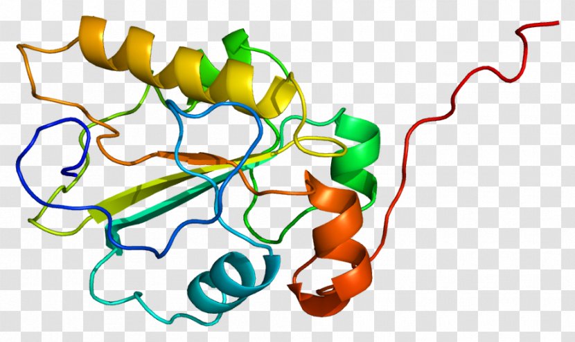 CDC25A Protein Cyclin-dependent Kinase 1 Cell Cycle - Gene - Biosynthesis Transparent PNG