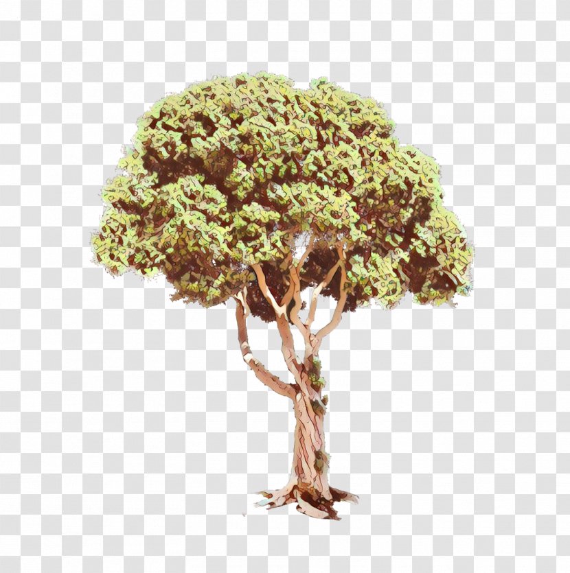 Tree - Plant Stem Transparent PNG