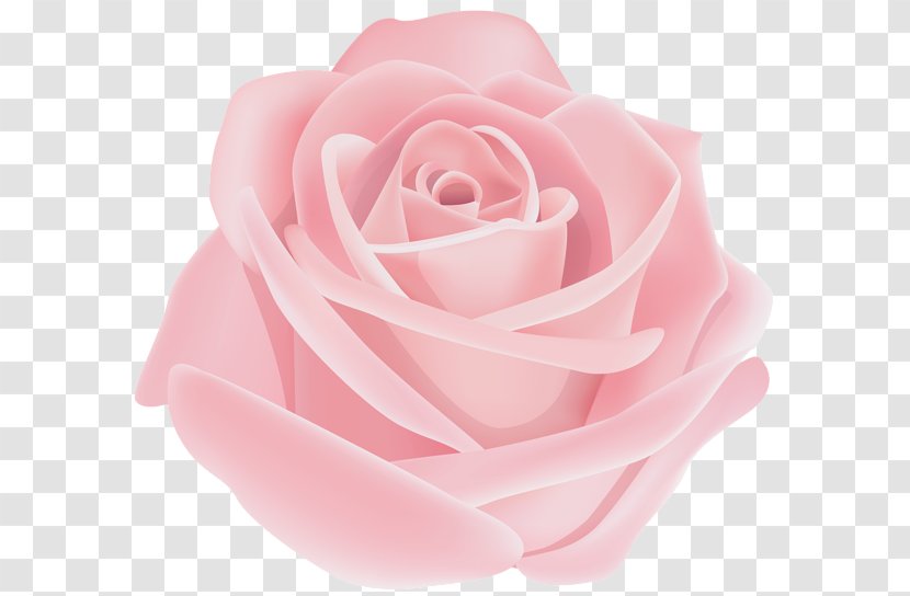 Garden Roses Clip Art Image Pink - Rosa Centifolia - Rhino Transparent PNG