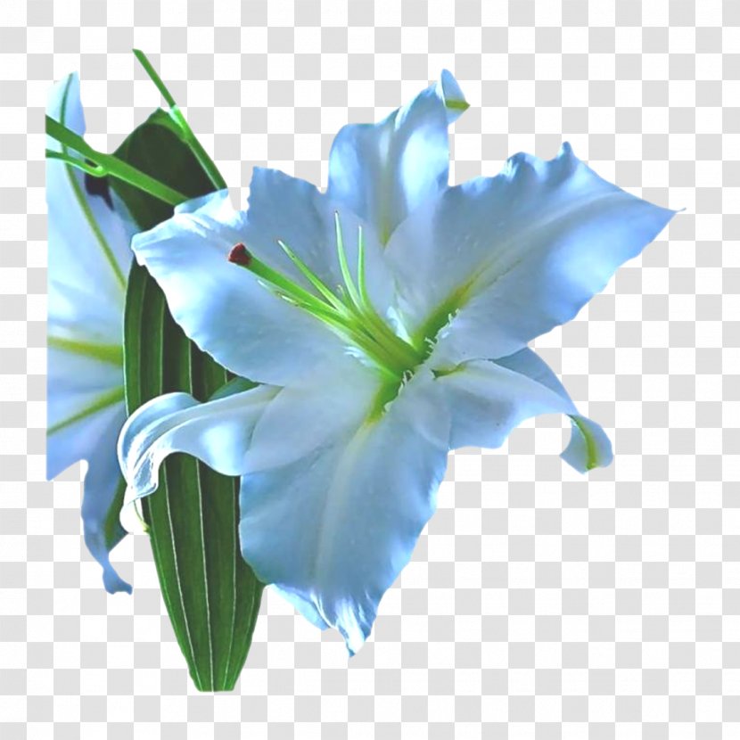Lilium Blue Cut Flowers Fleur-de-lis - Light - Fleur-de-lys Transparent PNG