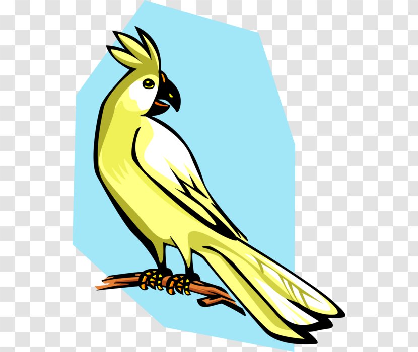 Clip Art Vector Graphics Bird Cockatiel Royalty-free Transparent PNG