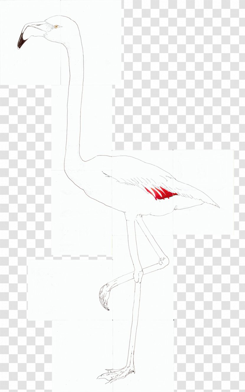 Crane Goose Cygnini Duck Anatidae - Flower Transparent PNG