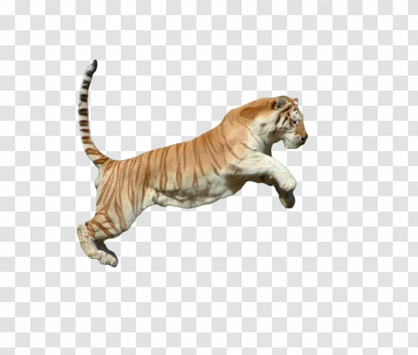Tiger Cat Animal Fauna Mammal Transparent PNG