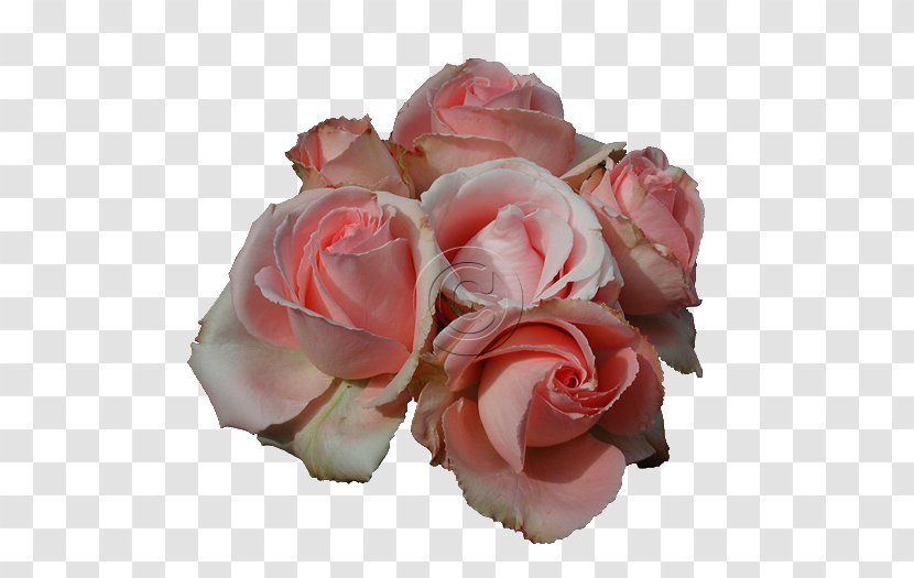 Rose Pink Flowers Clip Art - Flower - Shia Labeouf Transparent PNG