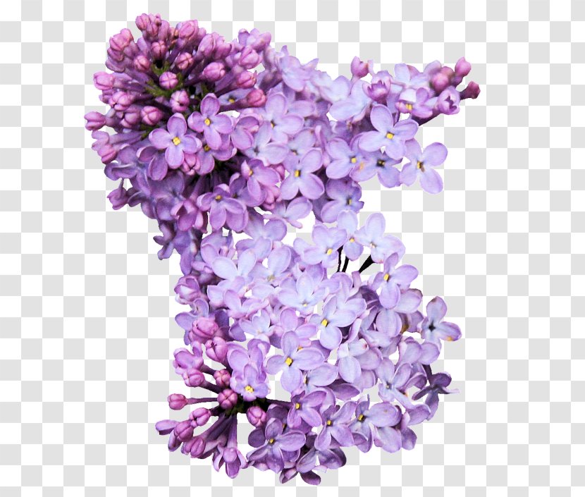 Lilac Flower Clip Art - Pixel Transparent PNG