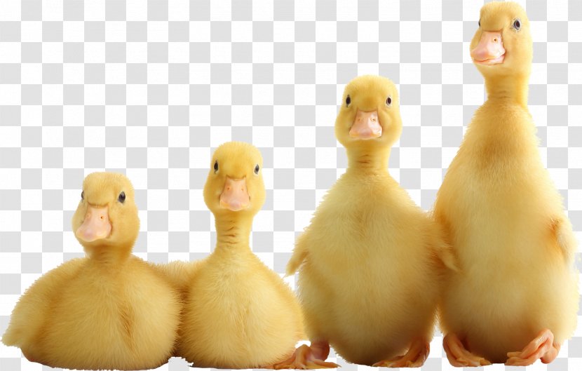 Domestic Duck Stock Photography - Advertising - Duckling Transparent PNG