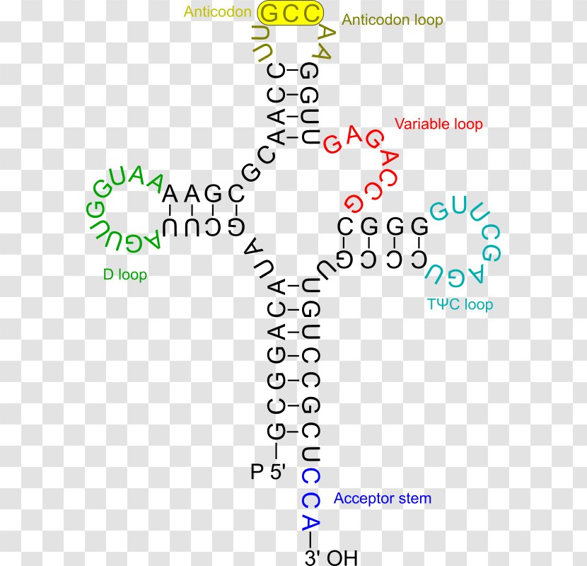 Transfer RNA Amino Acid Genetics Virus - Protein Biosynthesis - Rna Transparent PNG