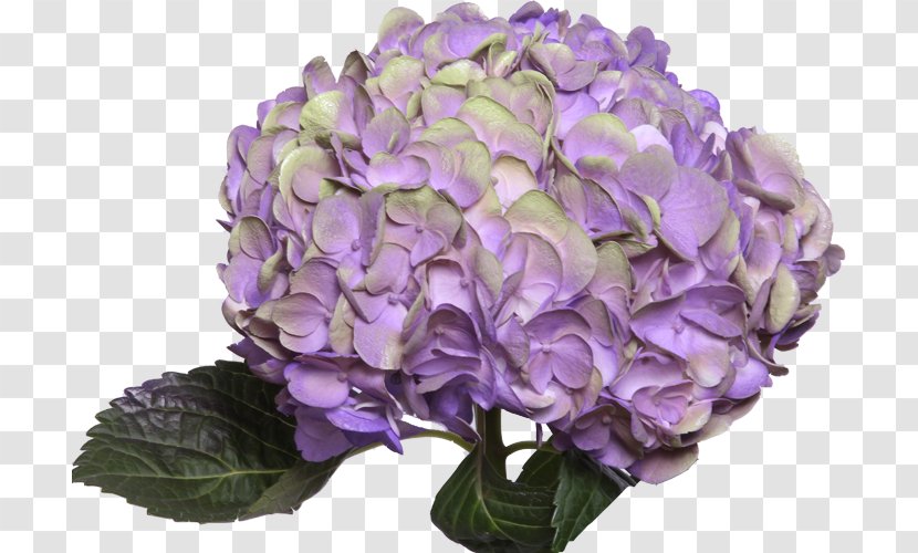 Hydrangea Purple Flowers Gallery Pink Red Transparent PNG