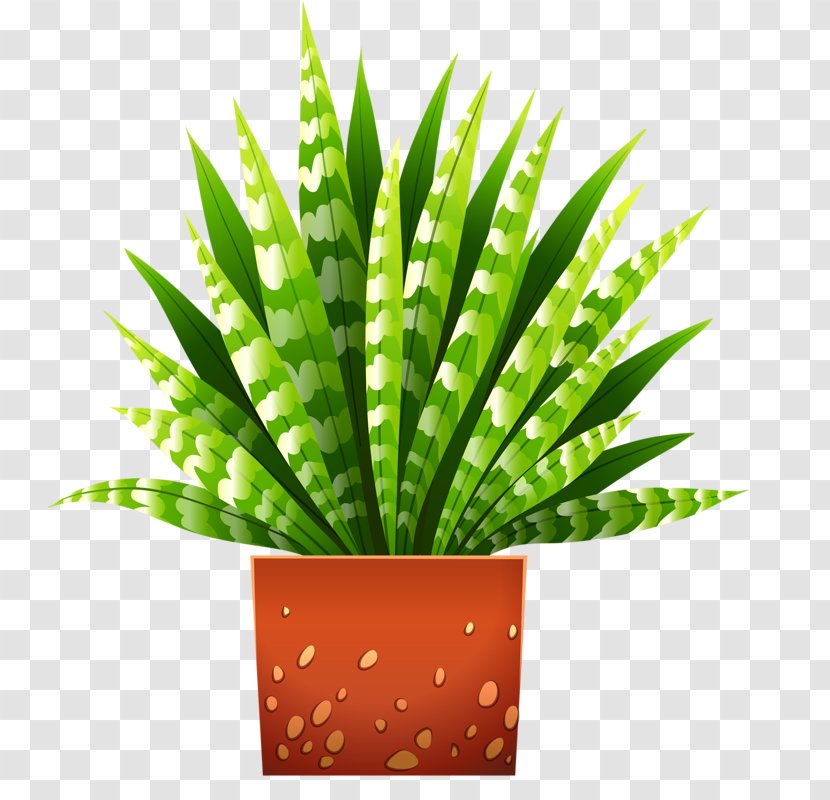 Houseplant Flowerpot Illustration - Royaltyfree - Potted Aloe Transparent PNG