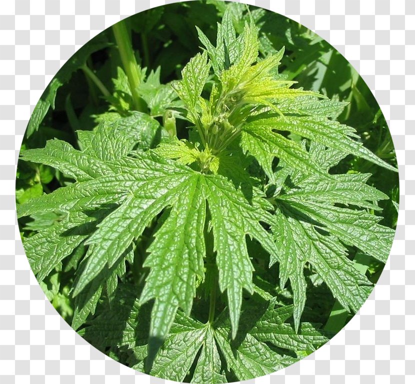 Трава пустырника Common Motherwort Tincture Thyroid Pharmaceutical Drug - Mugwort - Cannabis Transparent PNG