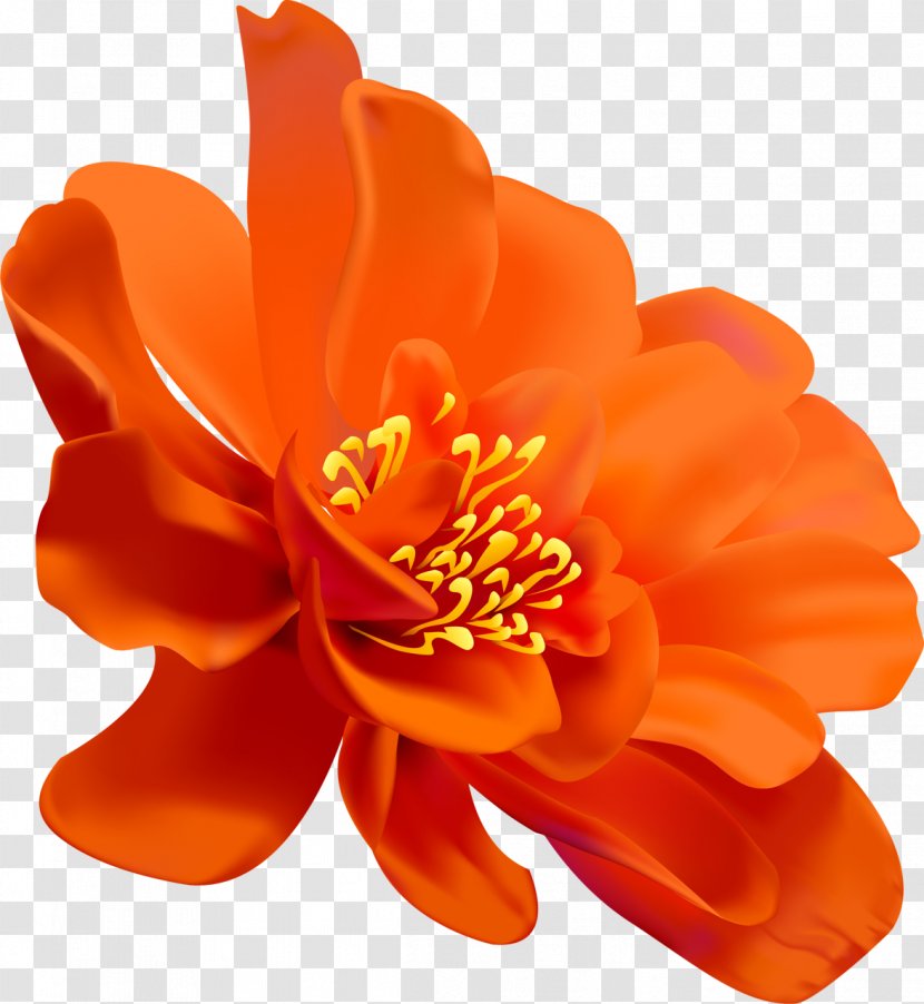 Flower Watercolor Painting Clip Art - Orange - Drawing Transparent PNG