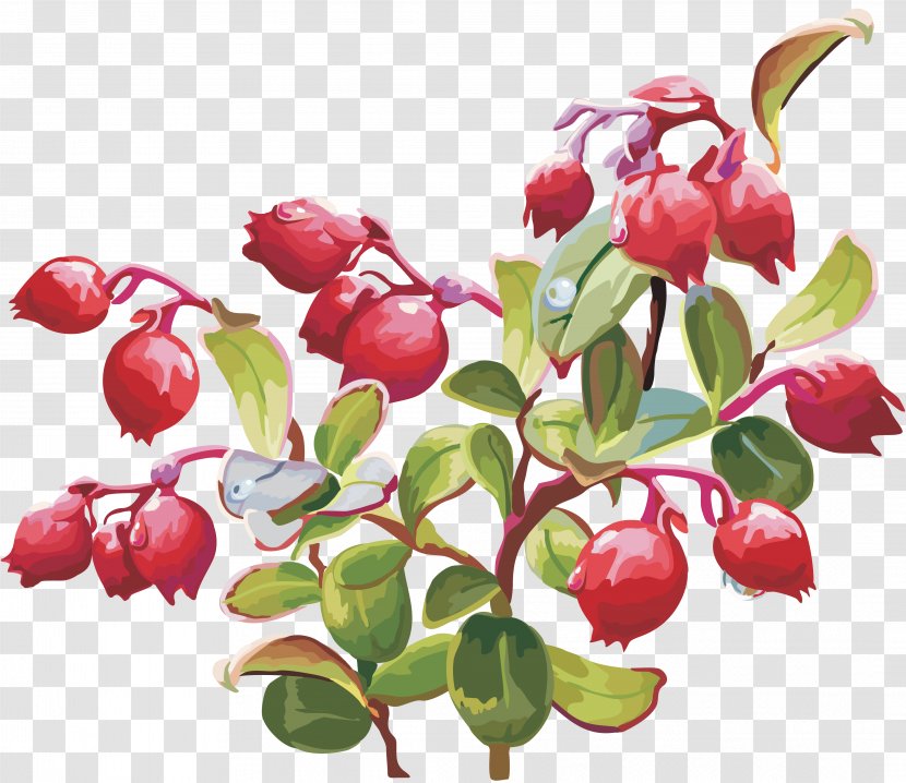 Lingonberry Cranberry Clip Art - Acerola - Digital Image Transparent PNG