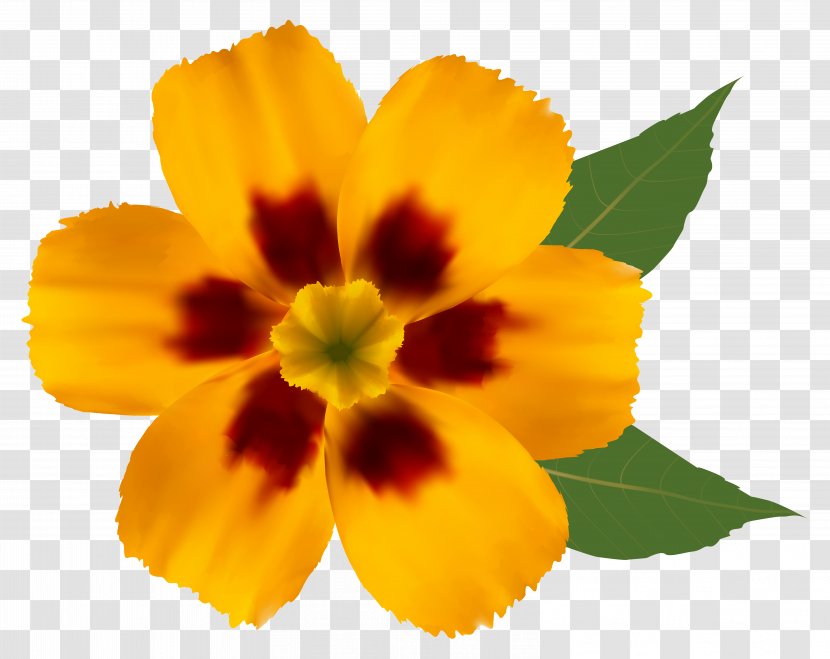 Flower Yellow Clip Art - Violet Family Transparent PNG
