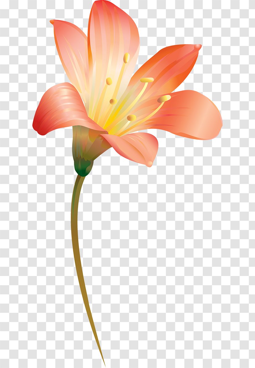 Alstroemeriaceae Cut Flowers Plant Stem Close-up - Lily M - Lillie Lightship Transparent PNG