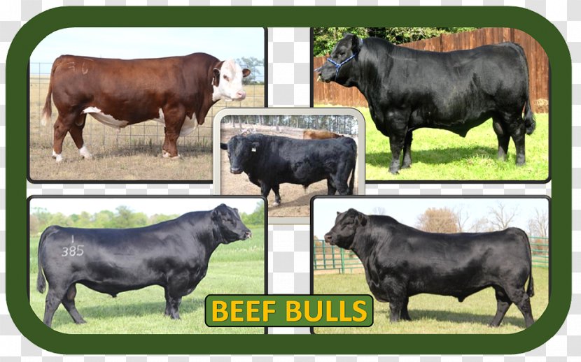 Zebu Calf Ox Bull Fauna - Cow Goat Family - Beef Cattle Transparent PNG