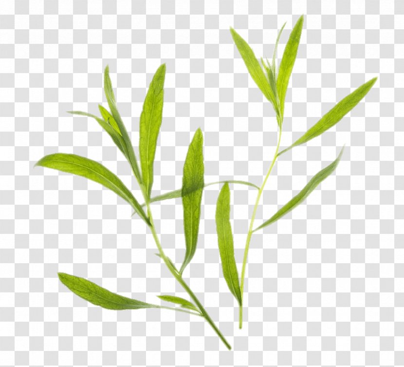 Tarragon Seed Herb Kitchen Garden - Branch - Tea Leaves Transparent PNG