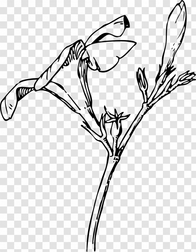 Oleander Bud Flower Drawing Clip Art - Twig Transparent PNG