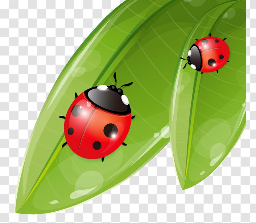 Coccinella Septempunctata Ladybird Cartoon Poster - Insect - Ladybug Transparent PNG
