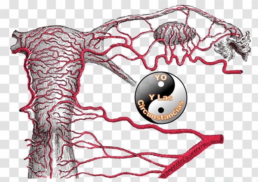 Round Ligament Of Uterus Uterine Artery Internal Iliac - Watercolor - Venas Y Arterias Transparent PNG