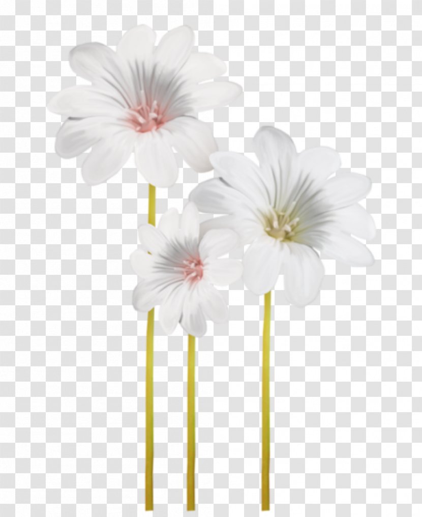 Cherry Blossom Background - Cut Flowers - Plant Stem Transparent PNG