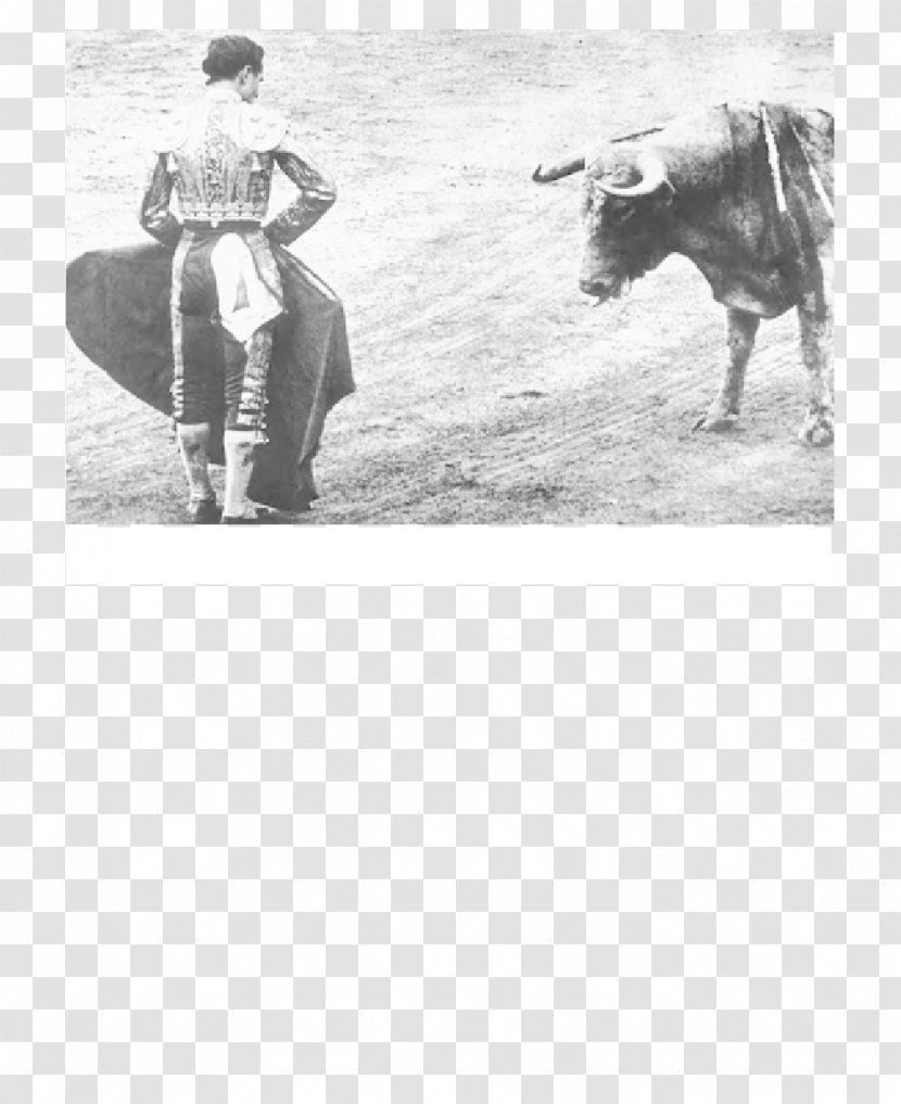 Redondo Beach Spain Bullfighter Bullfighting - Monochrome - Bull Transparent PNG