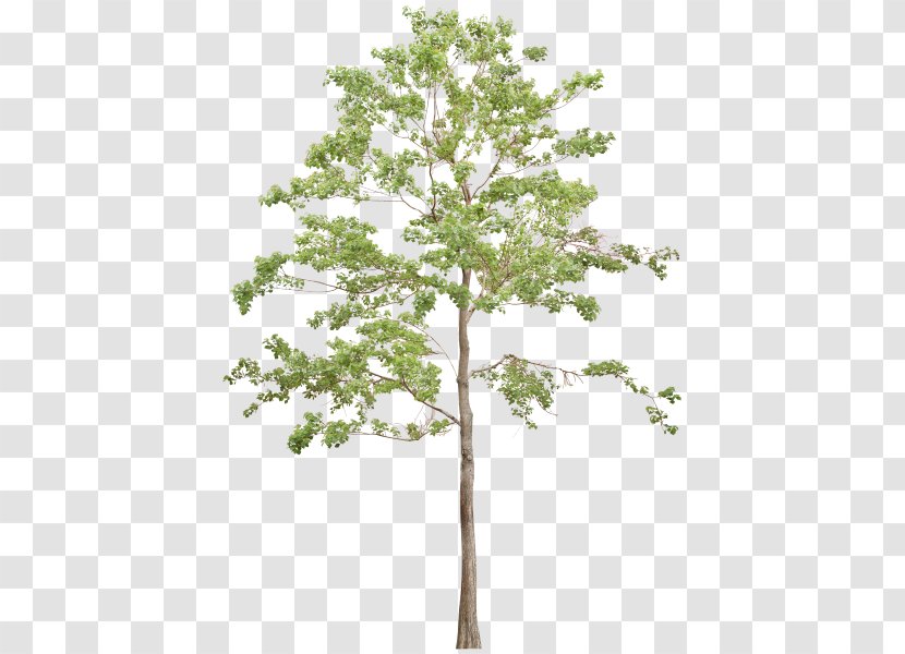 Twig Tree - Tak Transparent PNG