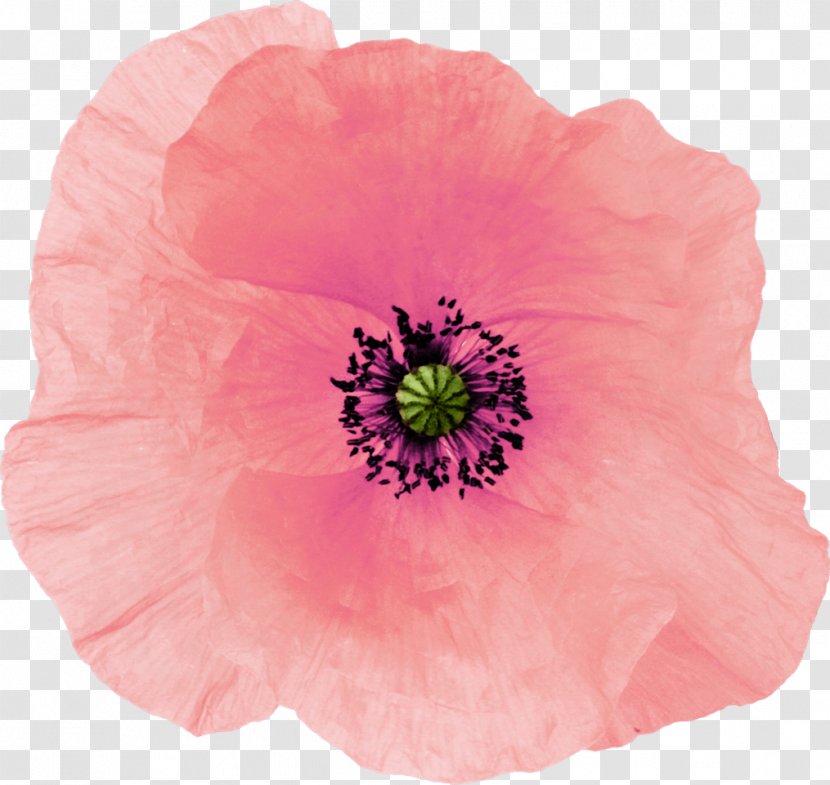 Poppy Pink Drawing Flower - Photography Transparent PNG