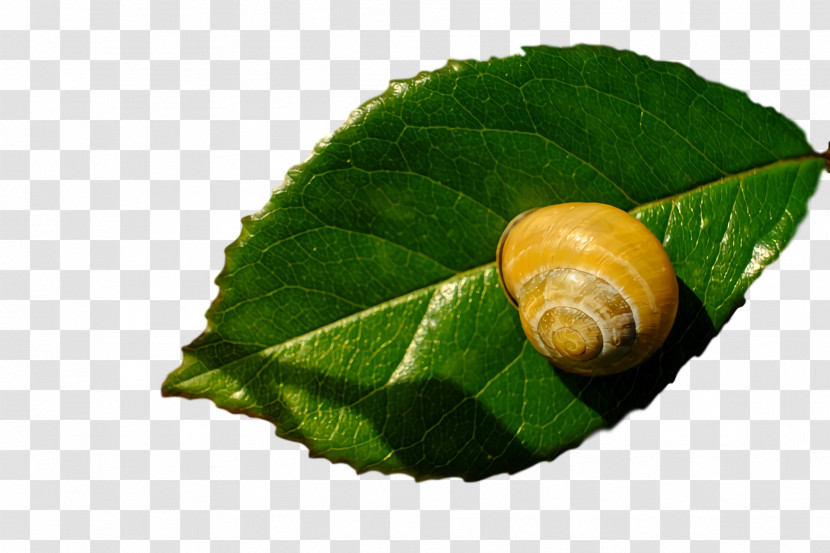 Snail Transparent PNG