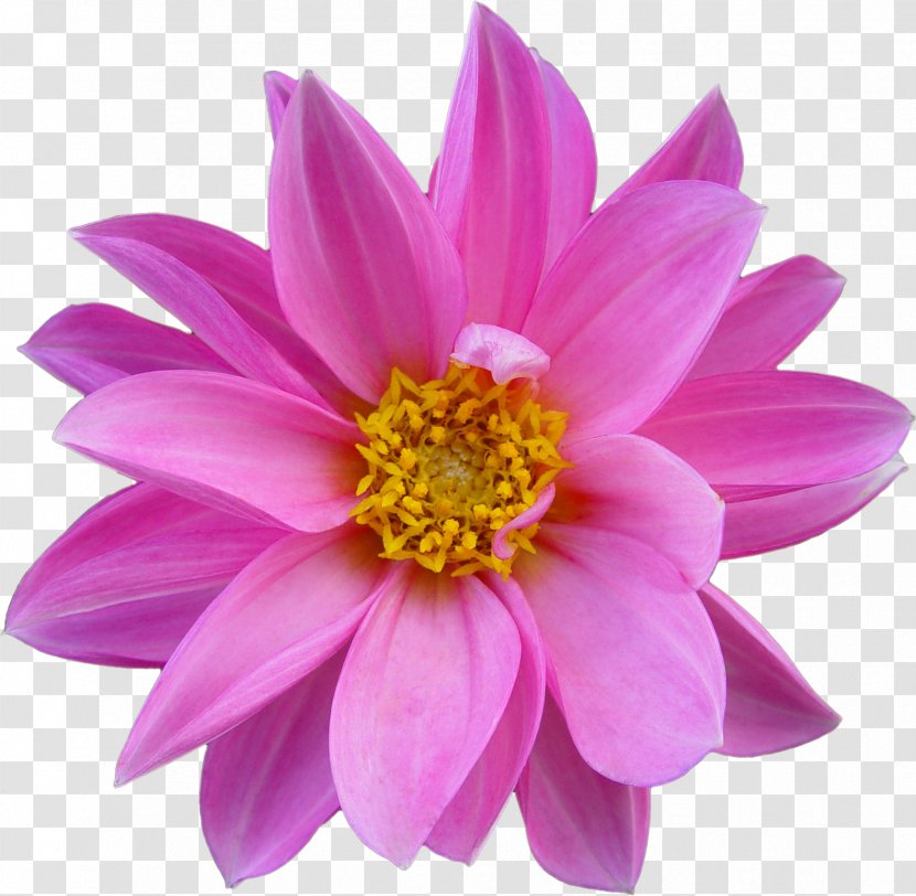 Pink Flowers Nelumbo Nucifera Rose - Chrysanths - Plumeria Transparent PNG