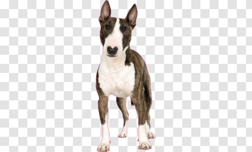 Miniature Bull Terrier Puppy Jack Russell Toy Bulldog - Carnivoran Transparent PNG