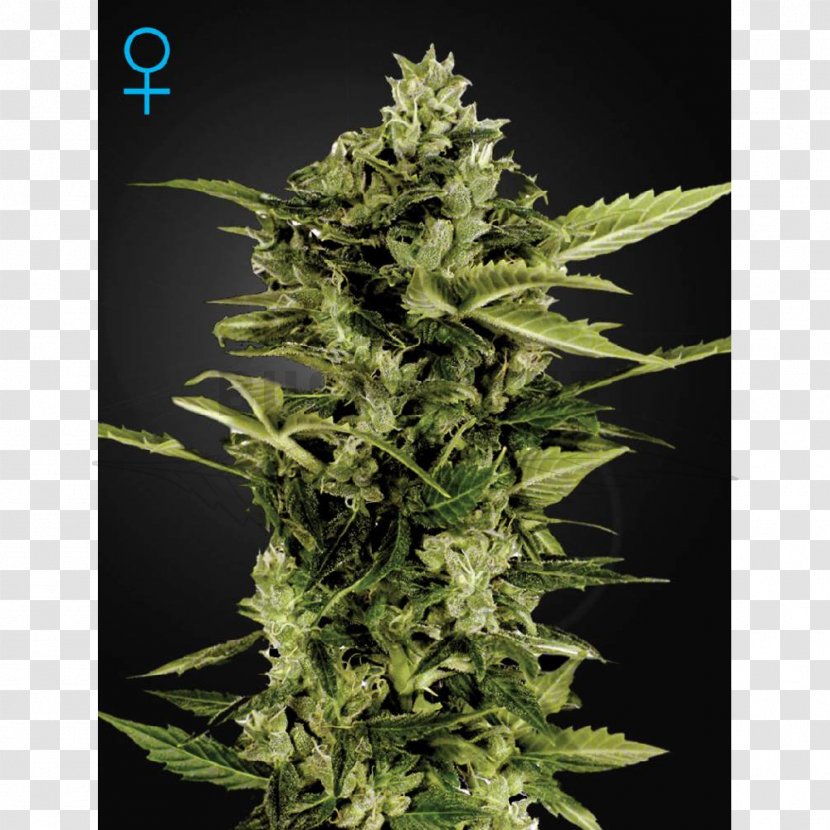 Autoflowering Cannabis Skunk Kush Greenhouse - Marijuana Transparent PNG