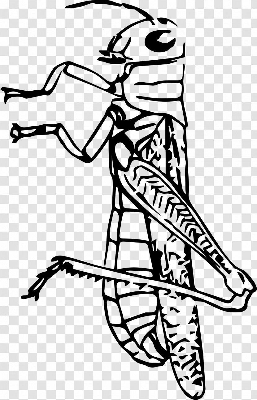 Beetle Spider Grasshopper Clip Art - Fictional Character Transparent PNG