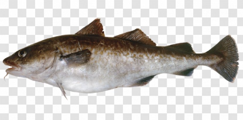 Pacific Cod Chum Salmon Alaska Pollock Coho - Fauna - Fish Transparent PNG