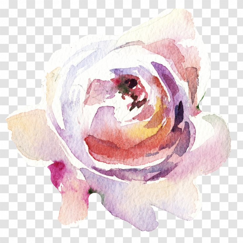 Garden Roses Flower - Rosa Centifolia - Painted Pattern Transparent PNG