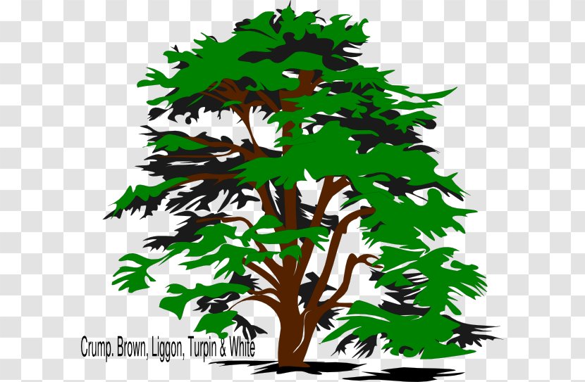 Cedrus Libani Tree Drawing Clip Art - Plant - Reunion Transparent PNG