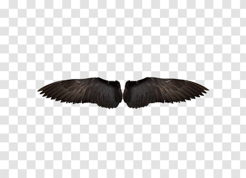 Bird Wing Feather Computer File - Eagle - Black Eagles Wings Transparent PNG