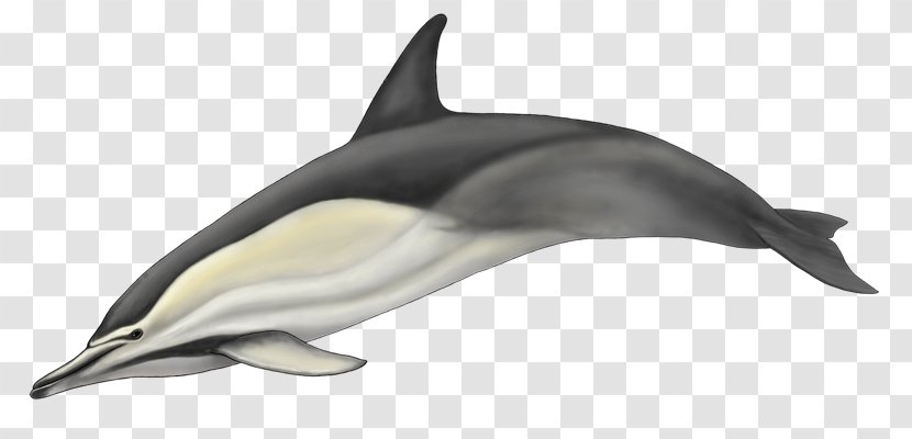 Striped Dolphin Short-beaked Common Bottlenose White-beaked Rough-toothed - Fauna - Golfinho Transparent PNG