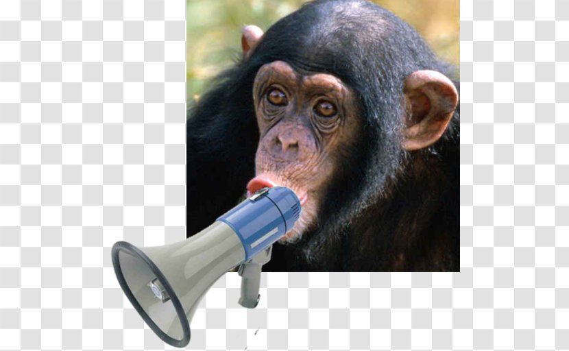 Chimpanzee Monkey Homo Sapiens Dog Celebrity - Flower - Sound Board Transparent PNG