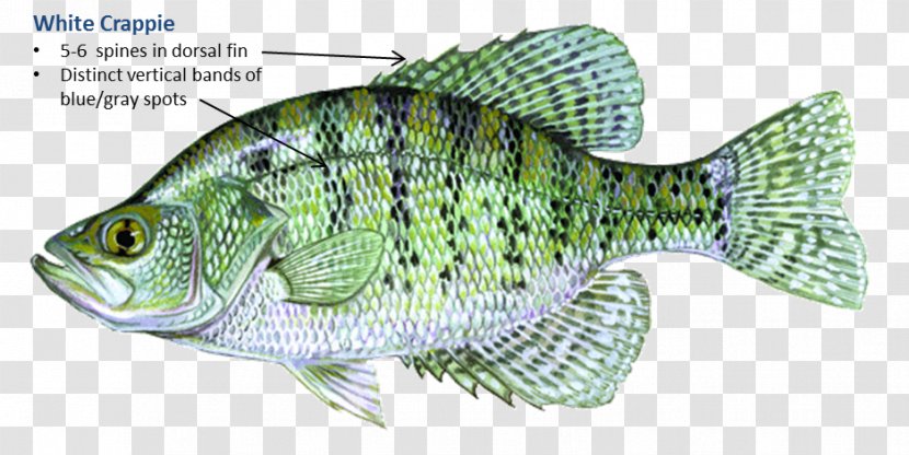 White Crappie Black Perch Tilapia Fishing - Minnow Transparent PNG