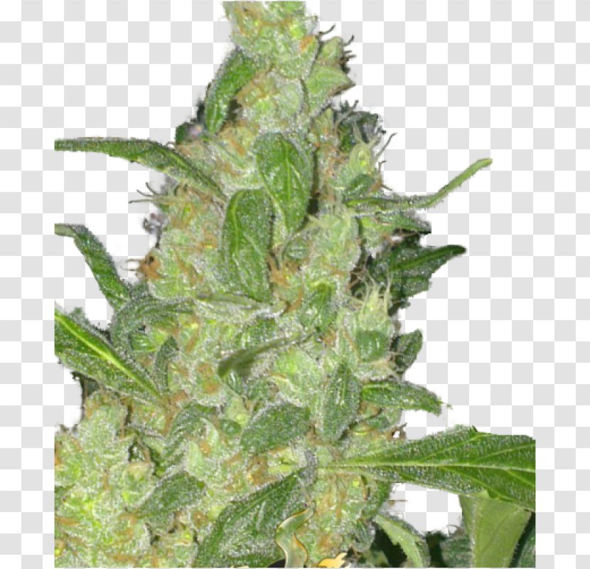 Autoflowering Cannabis Seed Skunk Hemp - Strain Transparent PNG