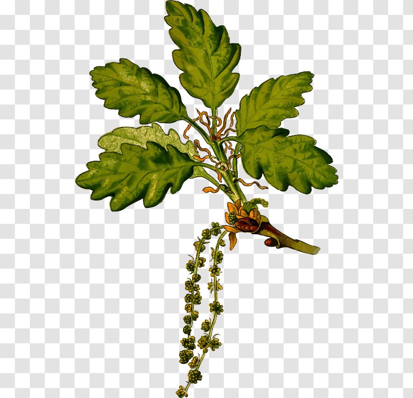Sessile Oak English Botany Botanical Illustration Acorn - Art Transparent PNG