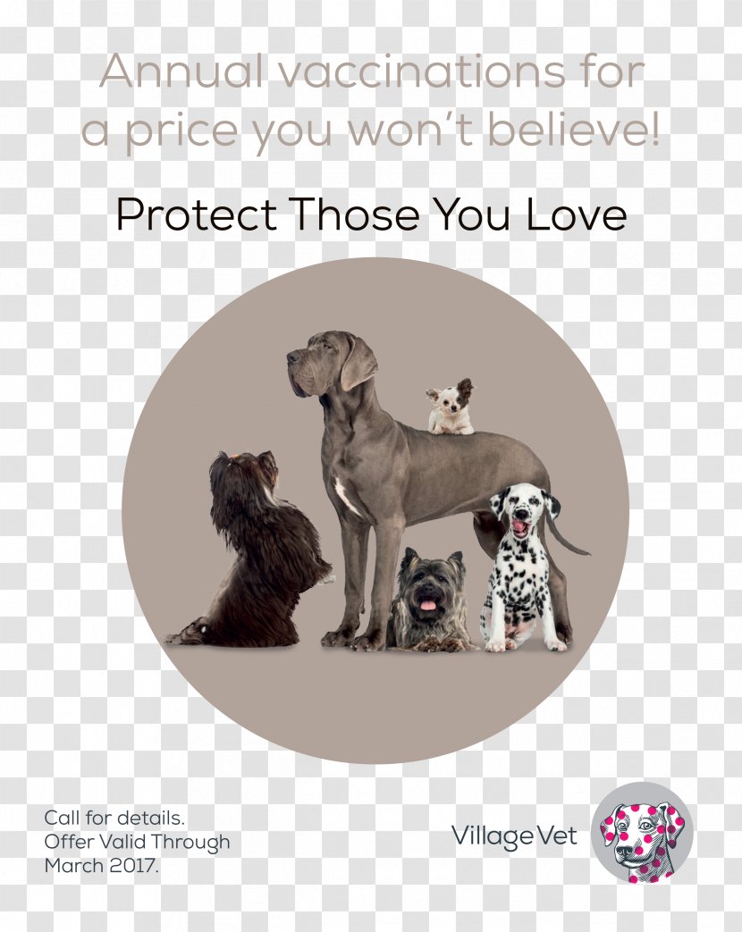 Weimaraner Great Dane Italian Greyhound Puppy Dog Breed - Crossbreed - Loved Ones Transparent PNG