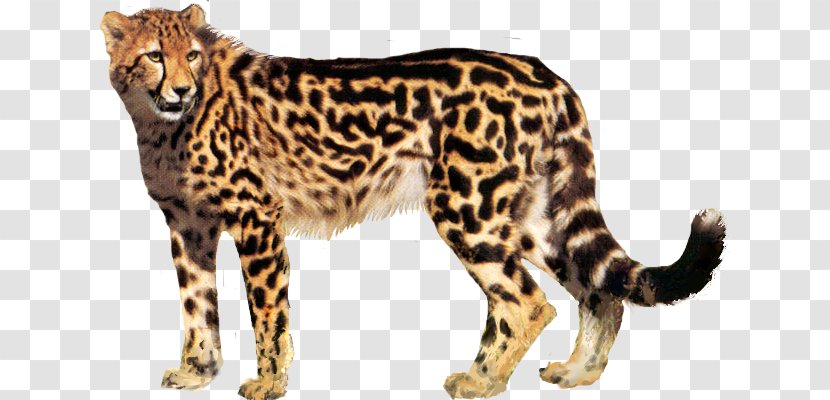 King Cheetah Desktop Wallpaper Transparent PNG
