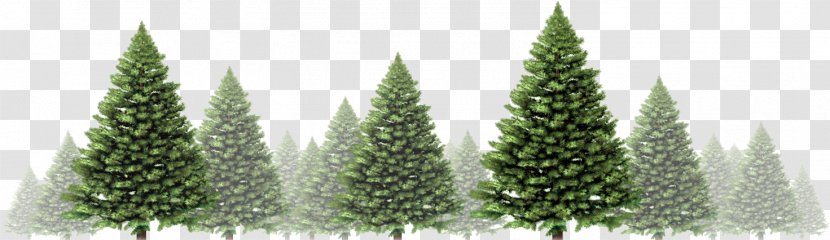 Christmas Tree Stock Photography Day Royalty-free Illustration - Royaltyfree - Festive Atmosphere Transparent PNG
