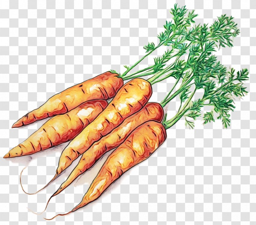 Cartoon Baby - Wild Carrot - Leaf Vegetable Herb Transparent PNG